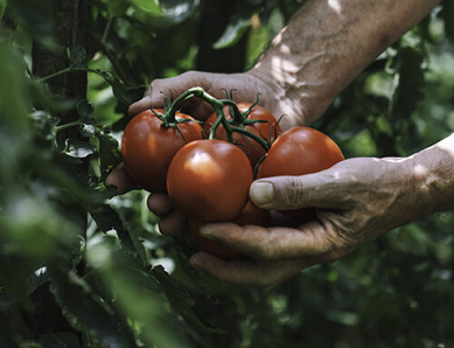 This common tomato nutrient may help prevent severe gum disease