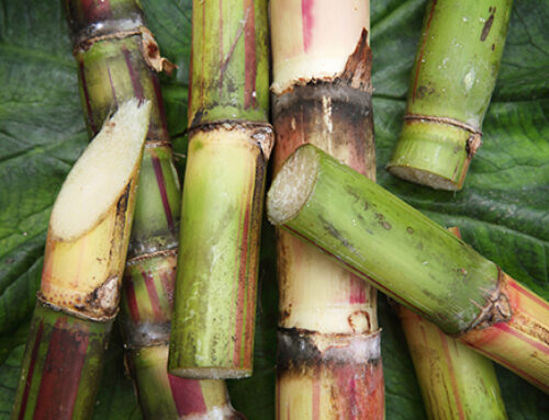 Artificial saliva made from sugarcane protein protects teeth from acid and decay